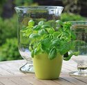 Saiba como proteger suas plantas do frio