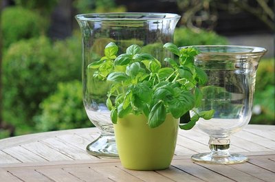 Saiba como proteger suas plantas do frio