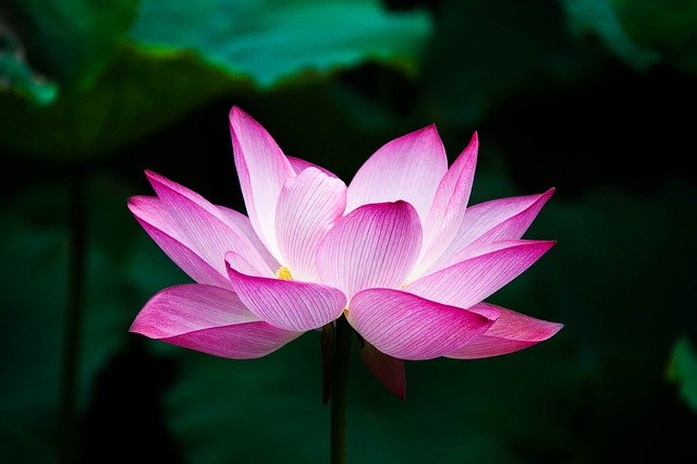 Conheça os Significados das Flores Mais Belas