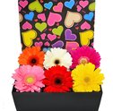 Presenteando com lindas Gérberas