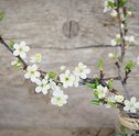 Decore Sua Casa Com Flores Alegres