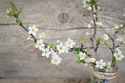 Decore Sua Casa Com Flores Alegres