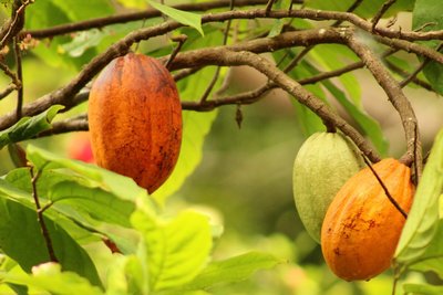 Dia do cacau: Conheça mais sobre esse fruto especial
