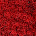 Presenteie Sua Mãe Com Rosas Vermelhas!