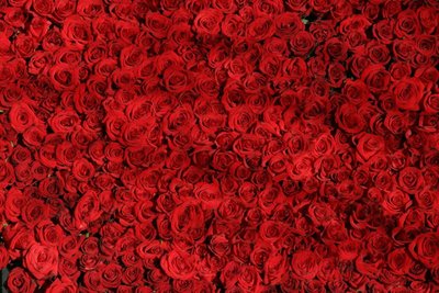 Presenteie Sua Mãe Com Rosas Vermelhas!