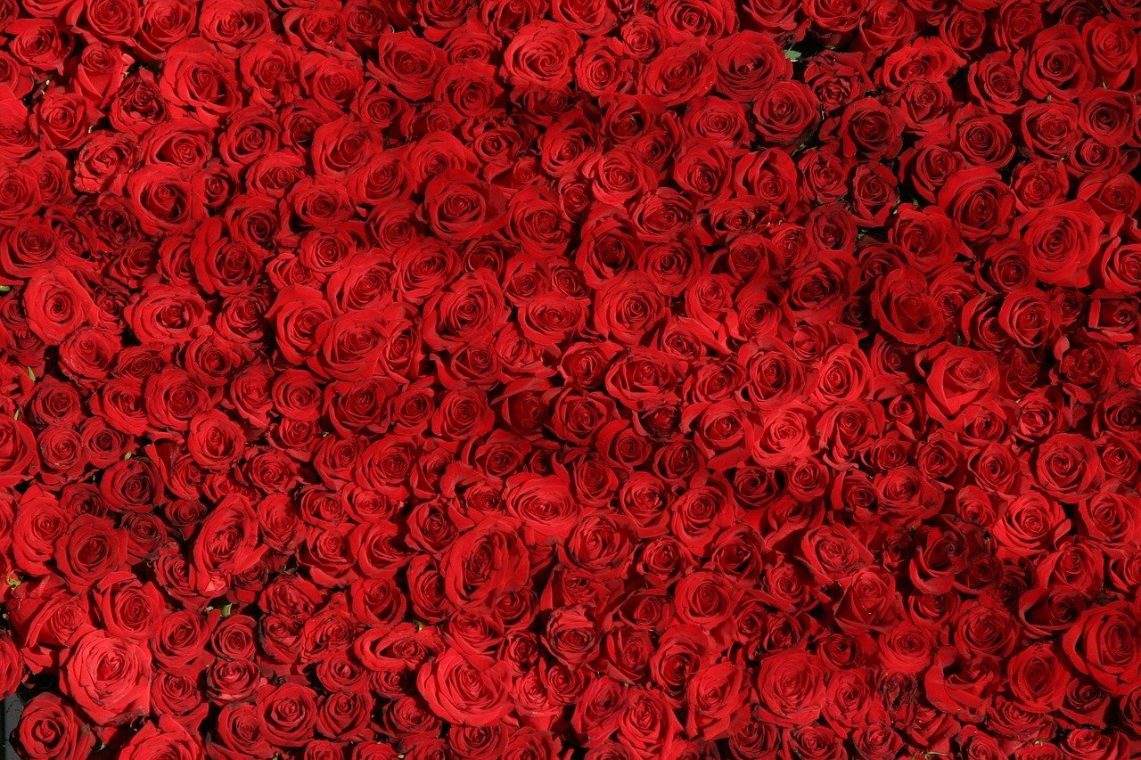 Presenteie Sua Mãe Com Rosas Vermelhas!
