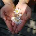 Comprar Flores Pela Internet Oferece Mais Comodidade para Você!