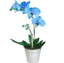 Presenteie sua namorada com belas orquídeas!