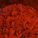 As mais belas opções de flores para o pedido de casamento!