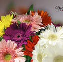 Gérberas: Encanto em Diversas Cores e Formas
