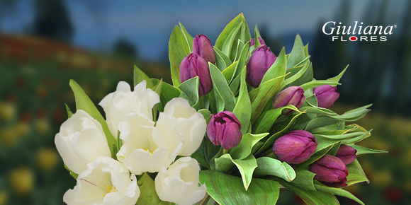 Tulipas: luxo e sofisticação em forma de flor
