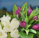 Tulipas: luxo e sofisticação em forma de flor