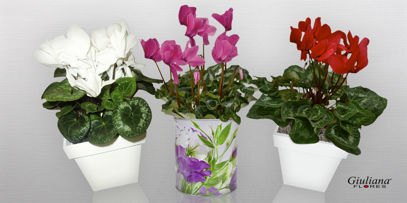 Cuidados essenciais para cultivar ciclames