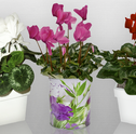 Cuidados essenciais para cultivar ciclames
