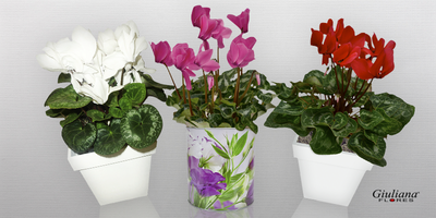 Cuidados essenciais para cultivar ciclames