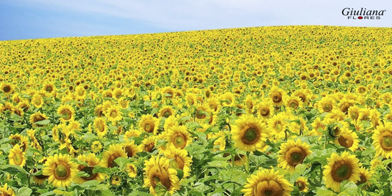 Flores da alegria e criatividade: saiba como cultivar girassóis