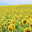 Flores da alegria e criatividade: saiba como cultivar girassóis