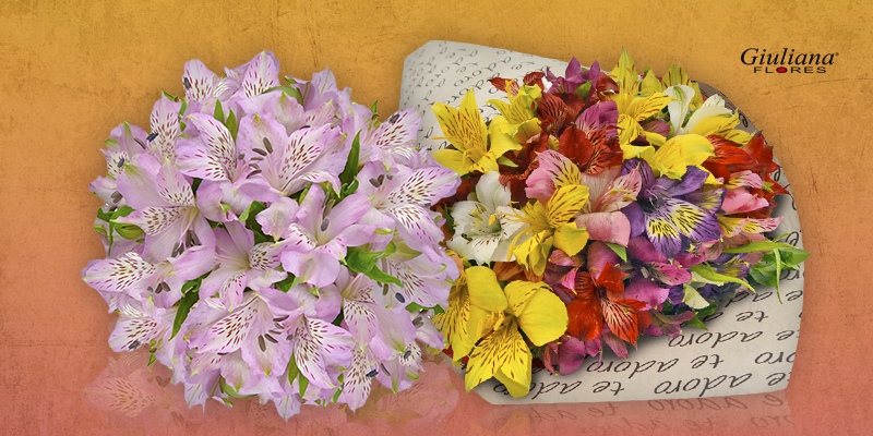 Astromélias: as flores da felicidade plena