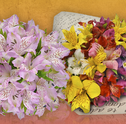 Astromélias: as flores da felicidade plena
