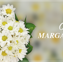 Cultivar Margaridas: Dicas para Manter as Flores Belas e Fortes