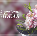 Diga “eu te amo” com orquídeas!