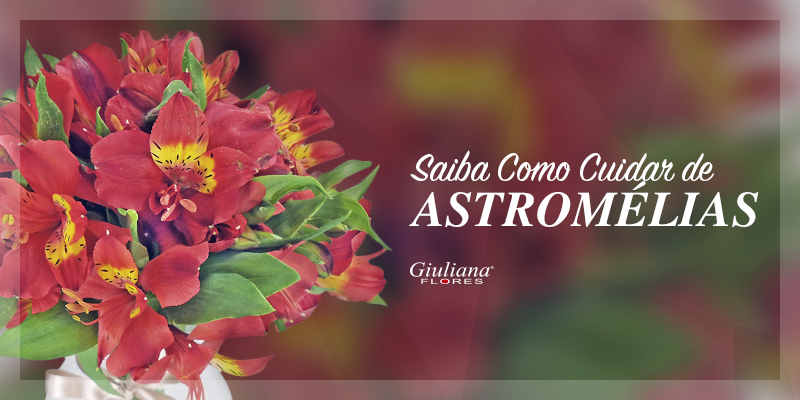 Saiba Como Cuidar De Astromélias