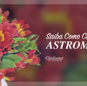 Saiba Como Cuidar De Astromélias