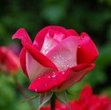 Saiba o que é e como surgiu o Outubro Rosa