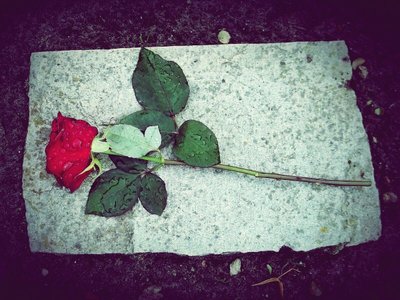 Dia de Finados: Conheça Os Melhores Tipos de Flores Para Homenagear Os Entes Queridos