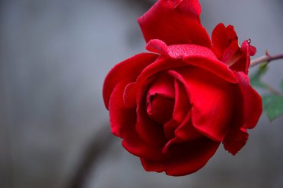Para se Encantar — Conheça os Tipos de Rosas Mais Exuberantes