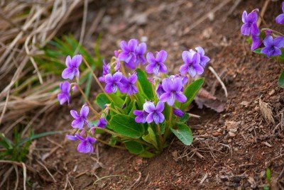 Declare seu Amor Verdadeiro Com Violetas