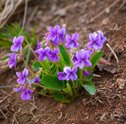 Declare seu Amor Verdadeiro Com Violetas