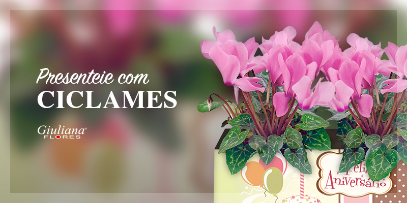 Ofereça Muito Carinho às Pessoas Queridas de sua Vida: Presenteie com Ciclames!