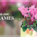 Ofereça Muito Carinho às Pessoas Queridas de sua Vida: Presenteie com Ciclames!