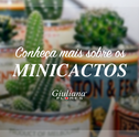 Cultivando Fofura: Conheça mais sobre os Minicactos