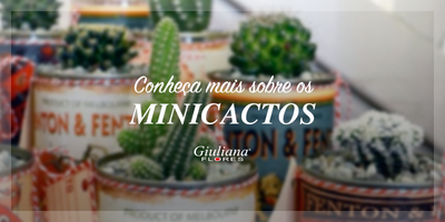 Cultivando Fofura: Conheça mais sobre os Minicactos