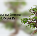 Dê um Toque Verde a sua Decoração com Bonsais