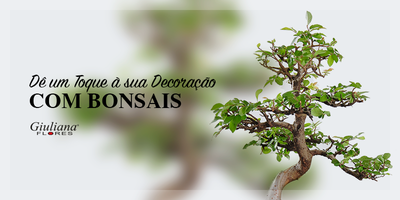 Dê um Toque Verde a sua Decoração com Bonsais