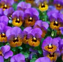Cultivar Violetas: Conheça os Cuidados e Deixe sua Casa Mais Linda