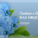 Conheça o Significado das Orquídeas