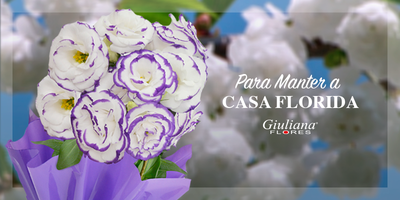 Para Manter a Casa Florida – Aprendar a Cuidar de Lisianthus