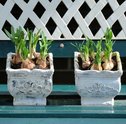 Aprenda a Cultivar Uma Horta em Apartamento