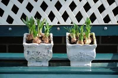 Aprenda a Cultivar Uma Horta em Apartamento