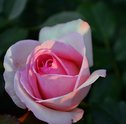 Saiba Como Cultivar Rosas em Apartamento