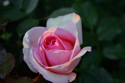 Saiba Como Cultivar Rosas em Apartamento