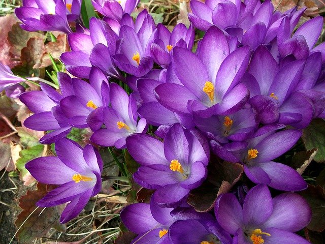 Decorar Com Violetas – Ganhe Mais Charme e Alegria na Sua Casa