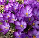 Decorar Com Violetas – Ganhe Mais Charme e Alegria na Sua Casa