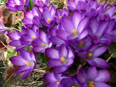 Decorar Com Violetas – Ganhe Mais Charme e Alegria na Sua Casa