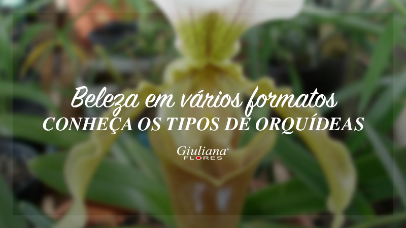 Beleza em Vários Formatos – Conheça os Tipos de Orquídeas mais Populares