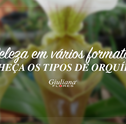 Beleza em Vários Formatos – Conheça os Tipos de Orquídeas mais Populares